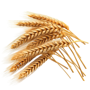 fresh-wheat-isolated-white